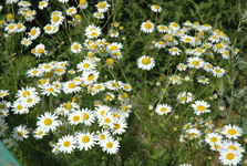 Objevte kouzlo Říčan: komunitní zahrada, dopravní hřiště i nové herní prvky pro děti Objevte kouzlo Říčan: komunitní zahrada, dopravní hřiště i nové herní prvky pro děti